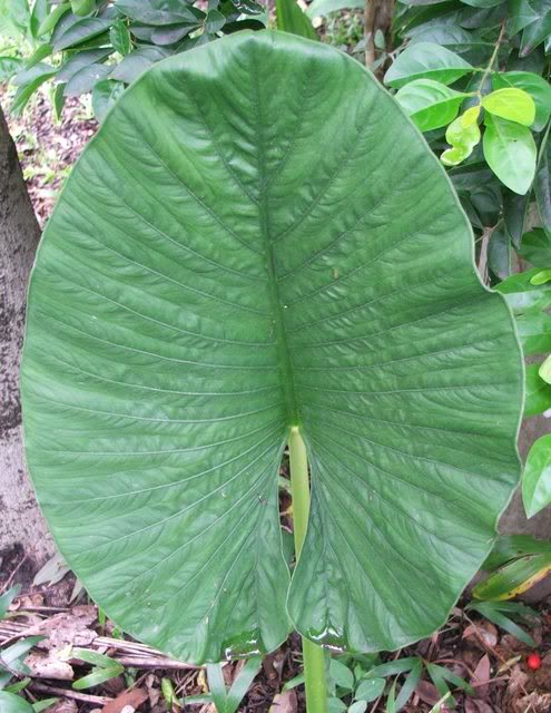 alocasia alba_elephant ear leaf 