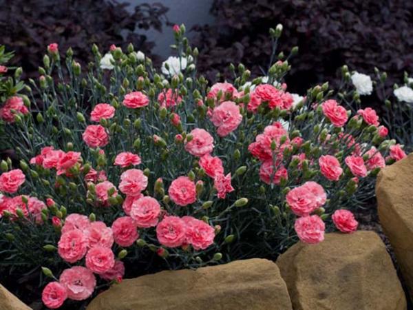 Pink, Dianthus (Dianthus x allwoodii) 'Romance'