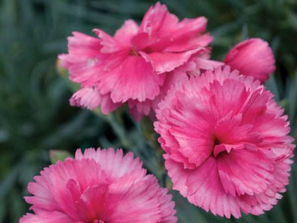 Pink, Dianthus (Dianthus x allwoodii) 'Slap n Tickle'