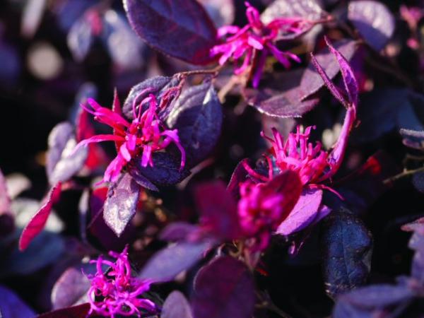 Loropetalum (Loropetalum chinense) 'Purple Pixie'